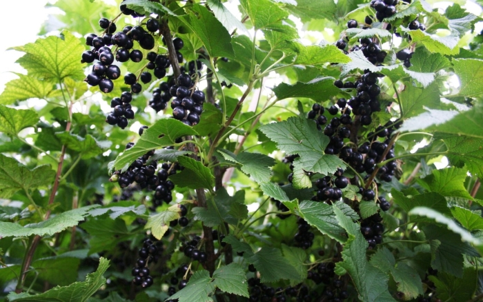 Куст смородина