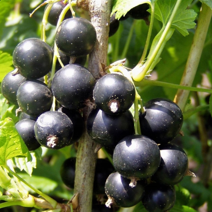 Смородина черная селеченская