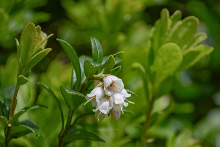 Vaccinium vitis idaea