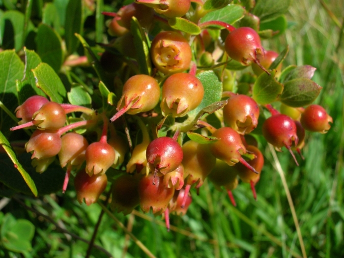 Vaccinium reticulatum