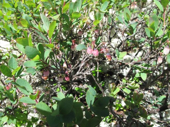 Vaccinium uliginosum лрс