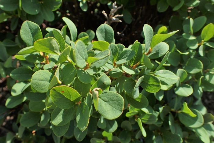 Vaccinium uliginosum