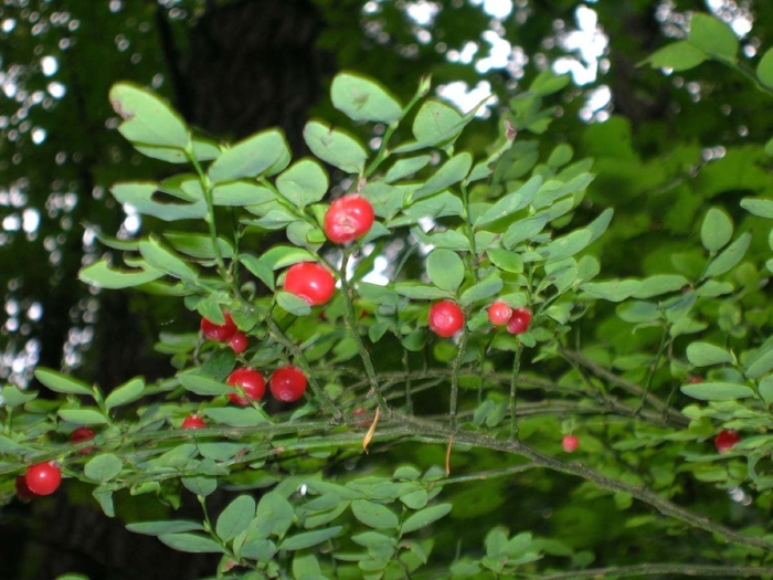 Vaccinium parvifolium