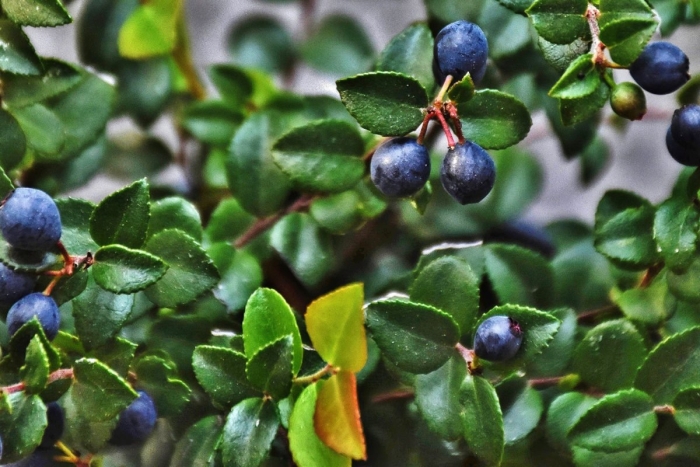 Vaccinium myrtillus сырье