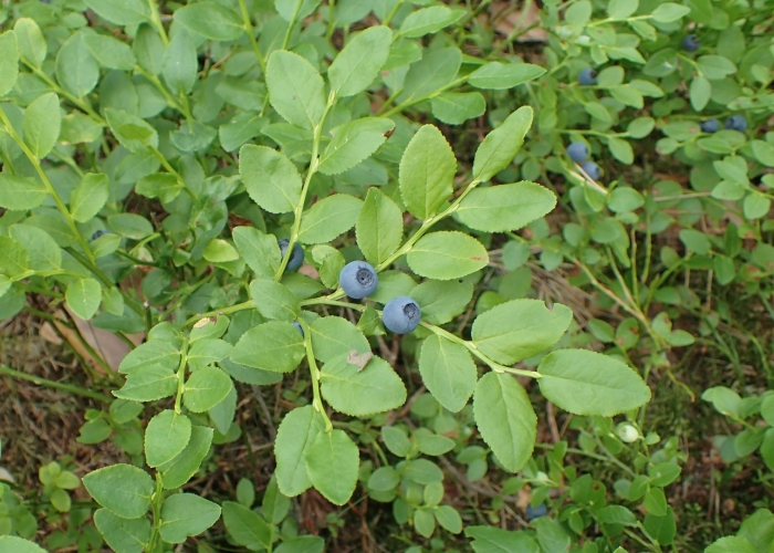 Черника обыкновенная