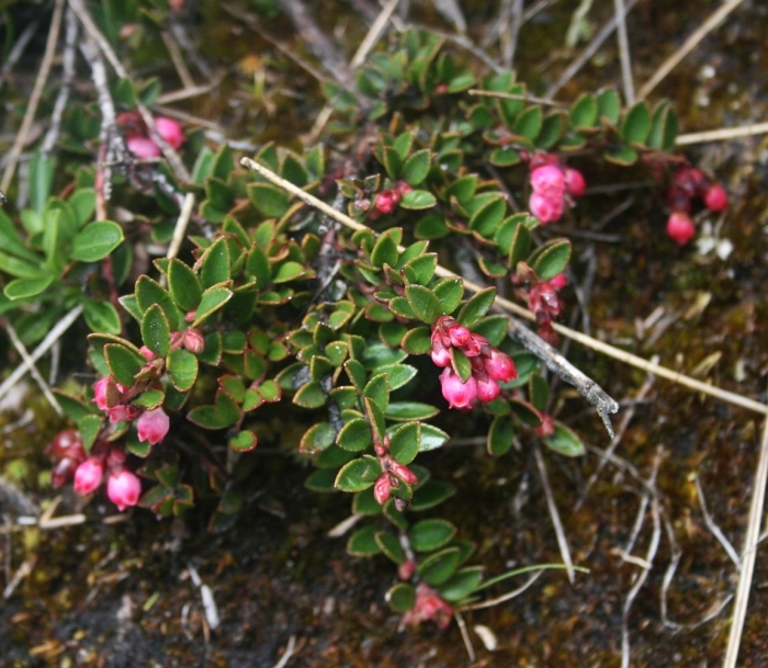 Vaccinium vitis idaea var minus