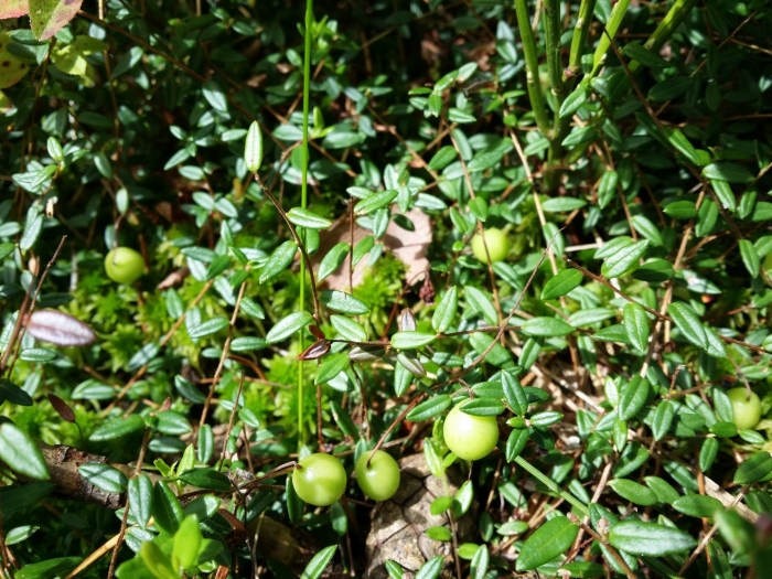 Vaccinium oxycoccos