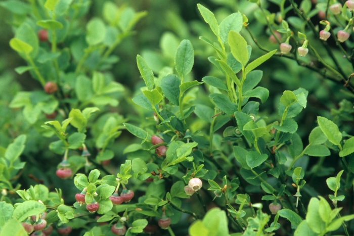 Вакциниум срезка