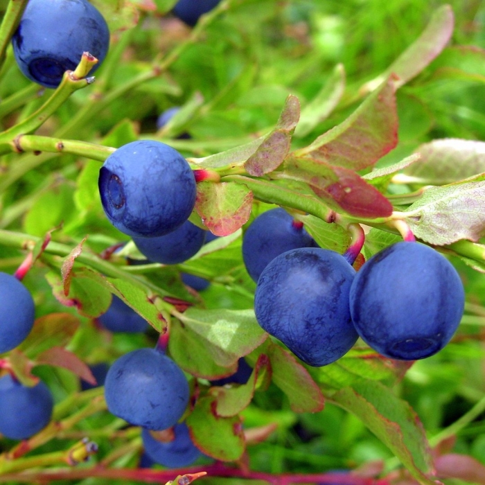Vaccinium myrtillus