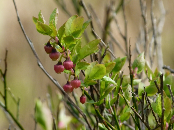 Vaccinium myrtillus