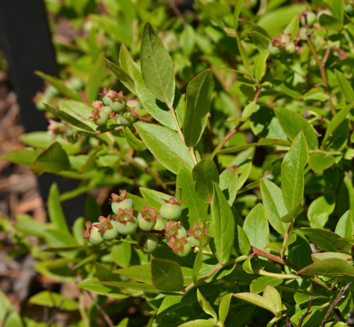 Голубика высокорослая пинк блюберри