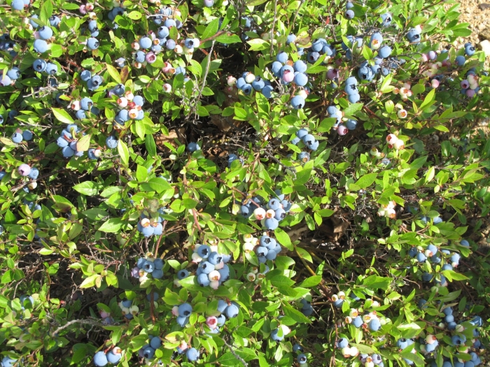 Vaccinium angustifolium