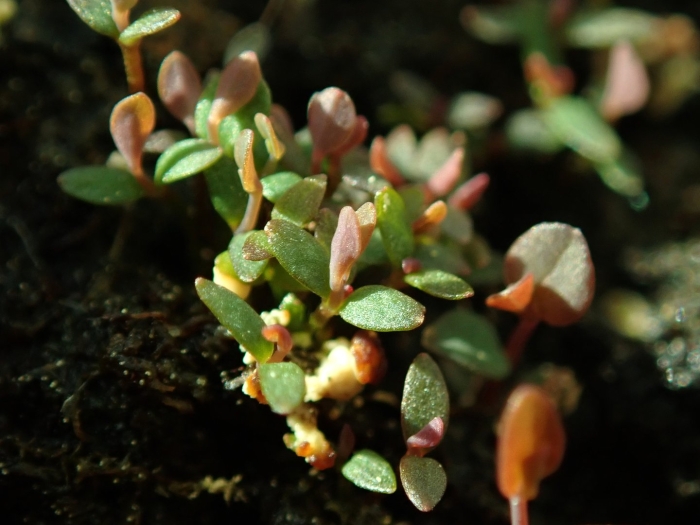 Vaccinium uliginosum