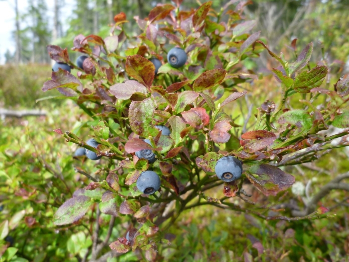 Голубика северная ягода
