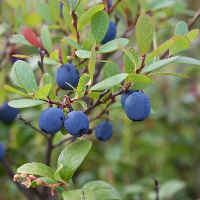 Голубика обыкновенная гонобобель