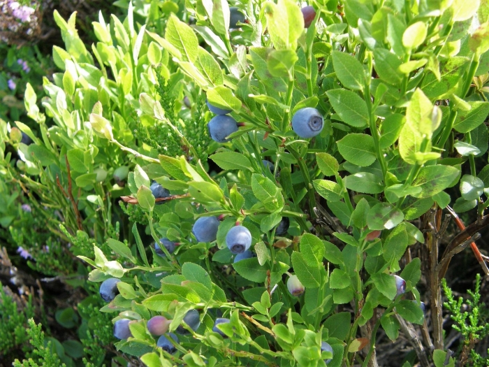 Vaccinium sect. cyanococcus