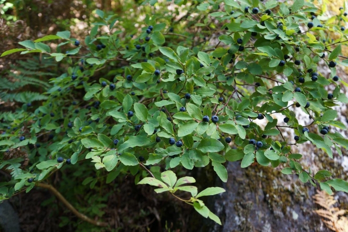 Vaccinium ovalifolium