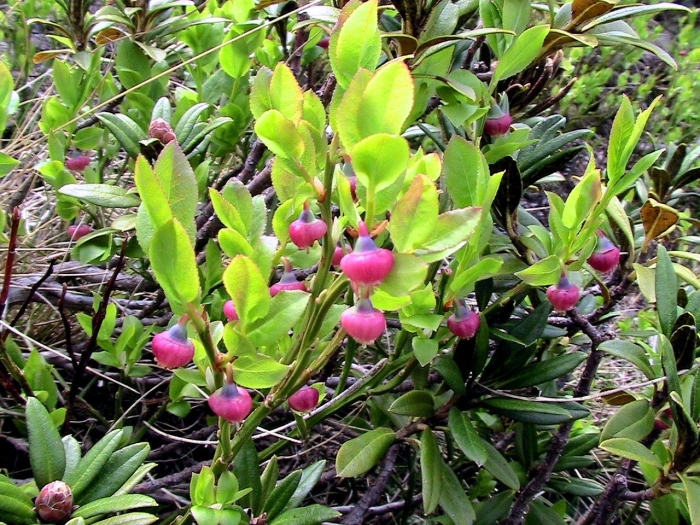 Черника (vaccinium myrtillus)