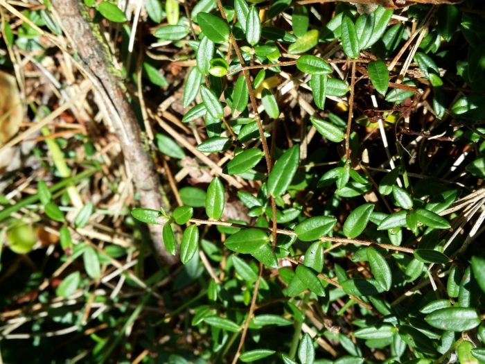 Жимолость блестящая (lonicera nitida)