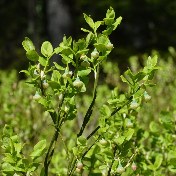 Береза карликовая betula nana