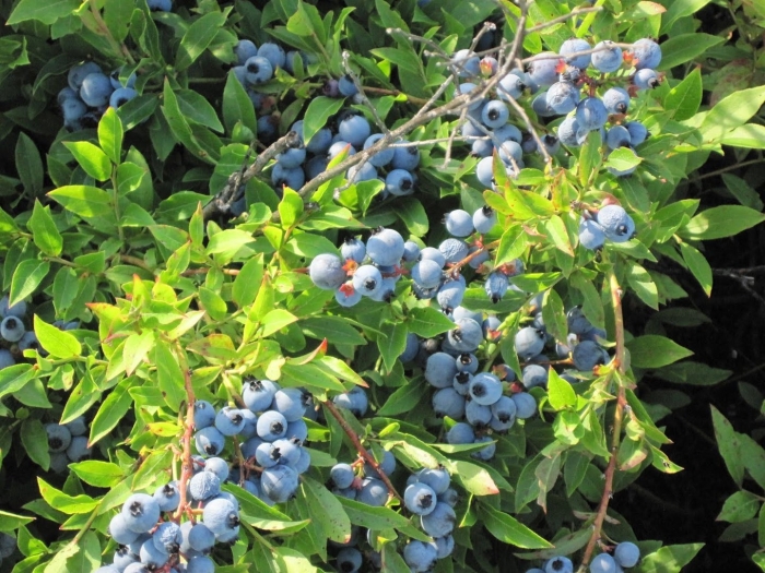 Blueberry plant