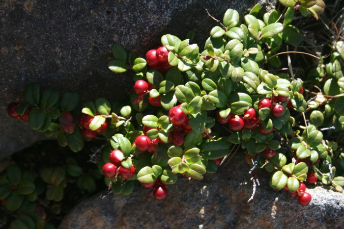 Брусника обыкновенная (vaccinium vitis-idaea)