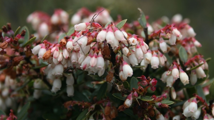 Vaccinium floribundum