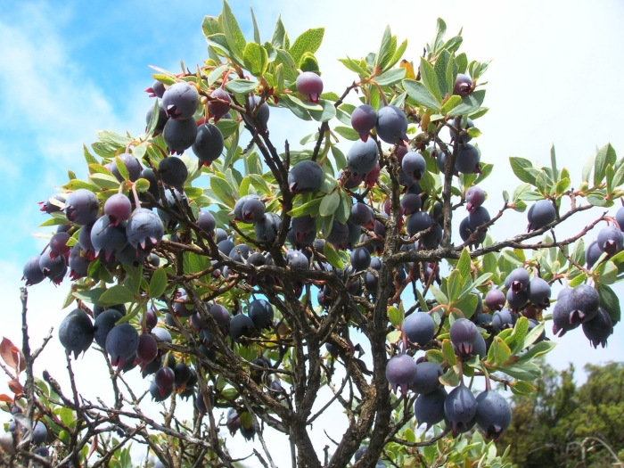 Слива колючая терн