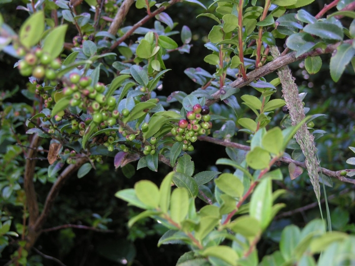 Vaccinium membranaceum