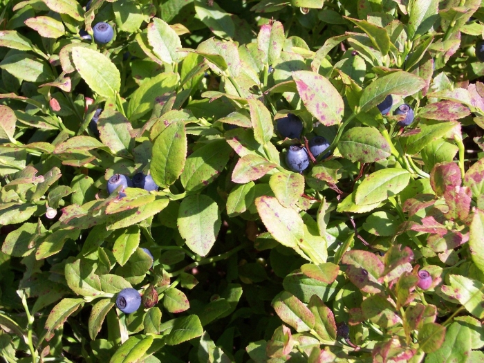 Vaccinium myrtillus - черника обыкновенная