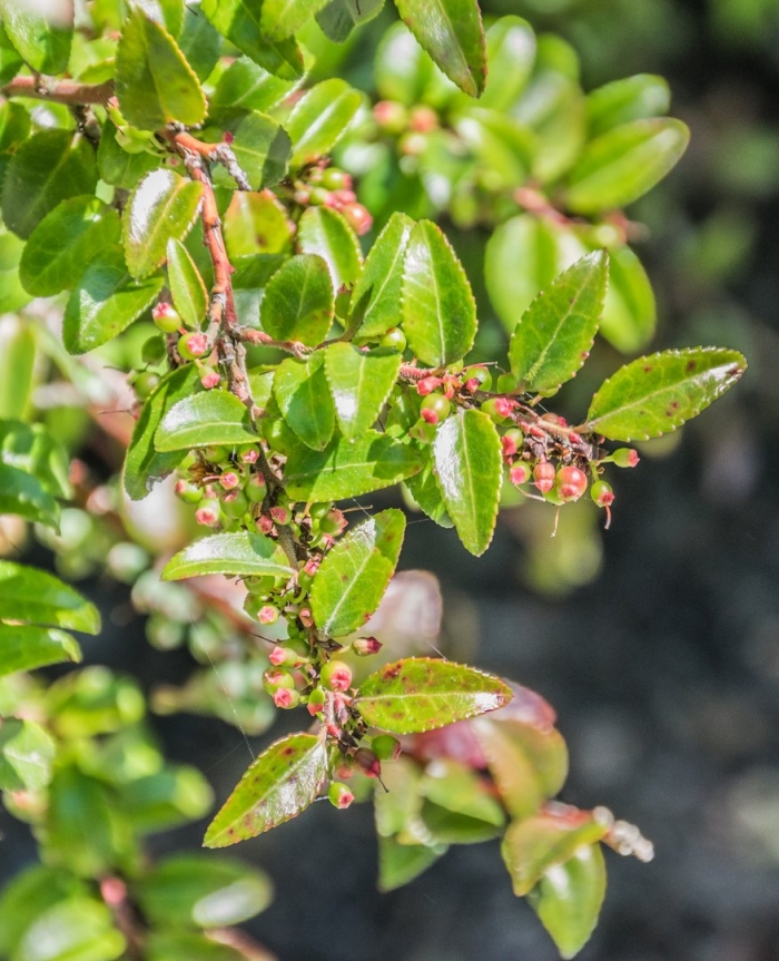 Vaccinium ovatum