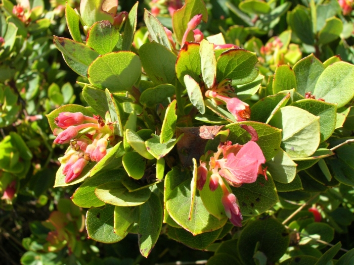 Arctostaphylos parryana