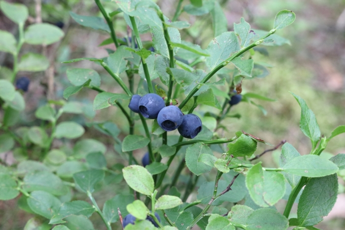 Vaccinium fuscatum