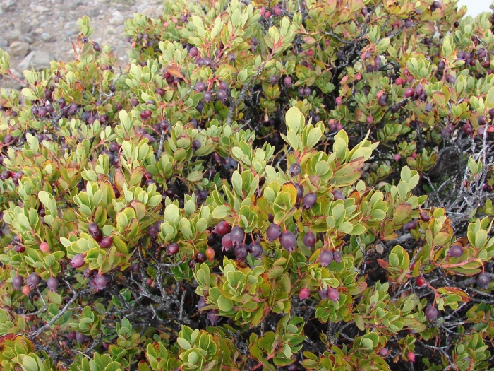 Vaccinium deliciosum