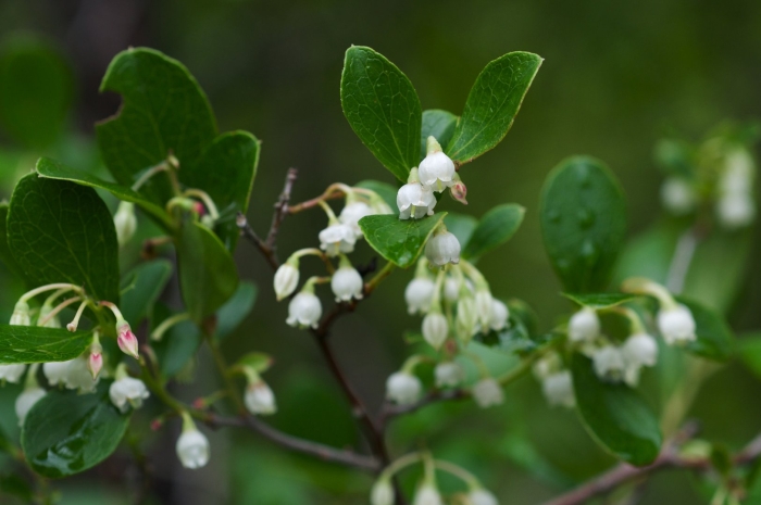 Vaccinium cespitosum