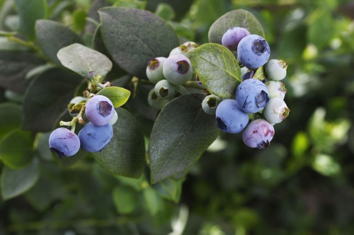 Vaccinium cor. legacy