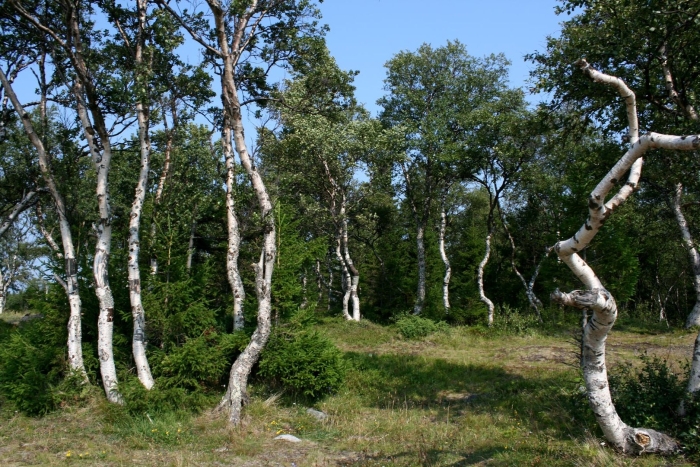 Карелия роща карельской березы