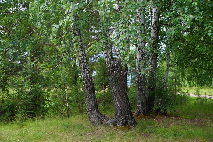 Березовая роща береза повислая