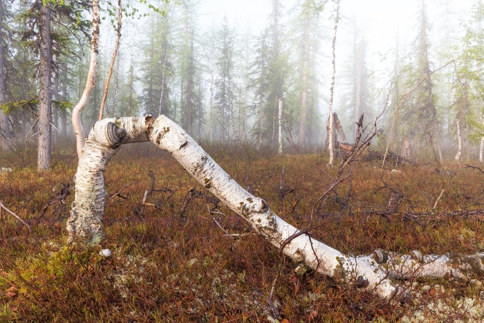 Сломанная береза