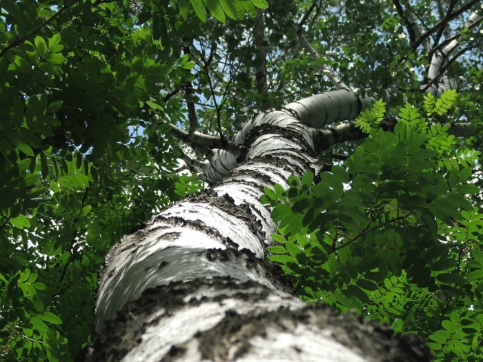 Дерево береза