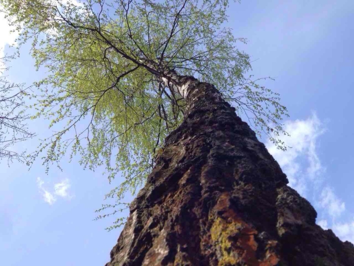 Повислые деревья