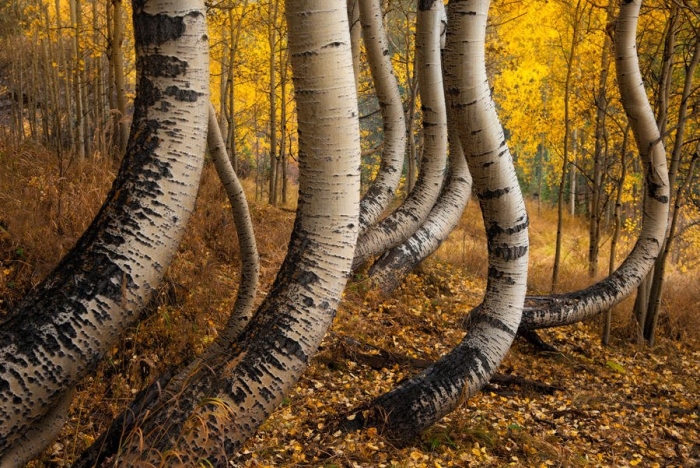 Aspen tree