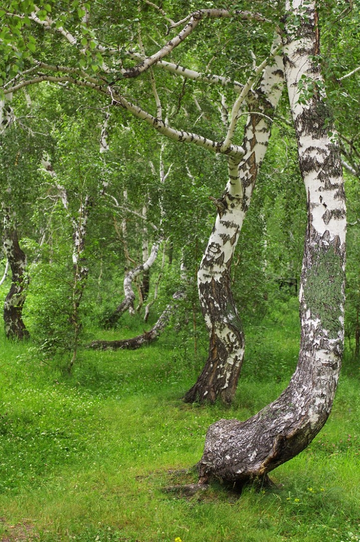 Боровое роща танцующих берез