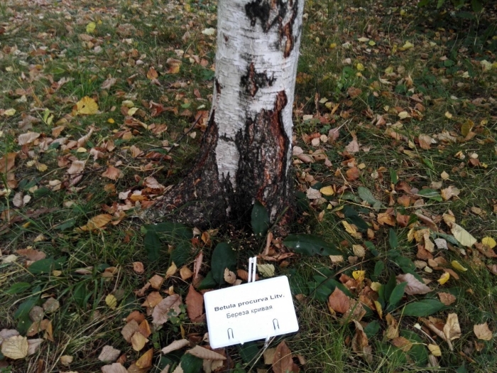 Береза кривая