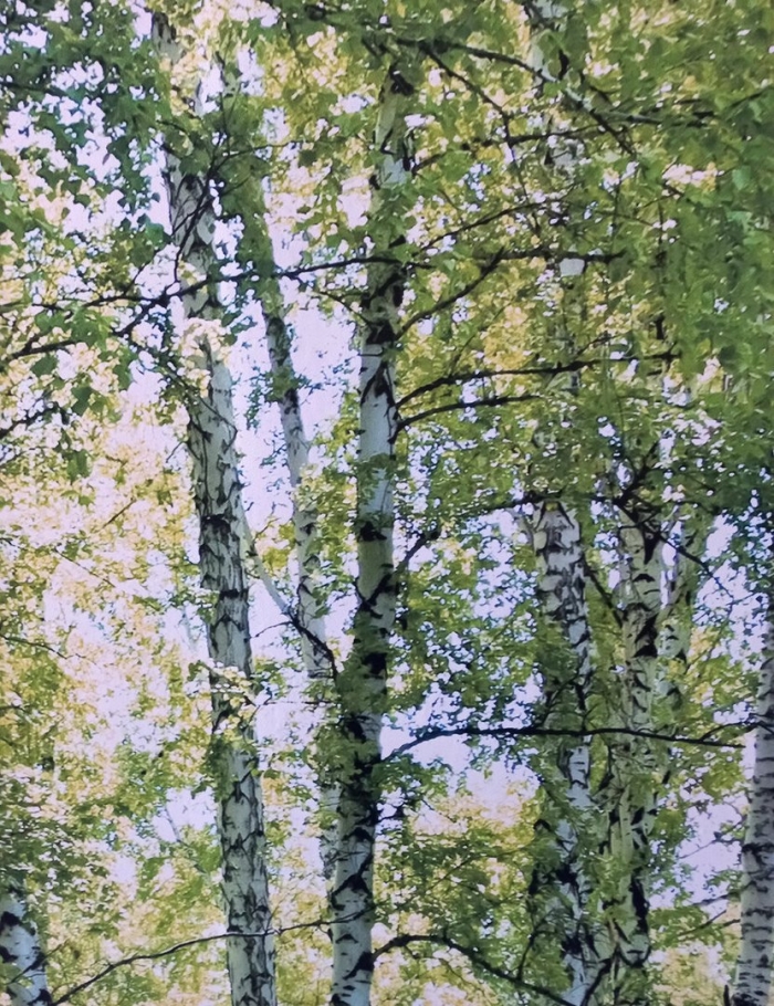 Картина береза