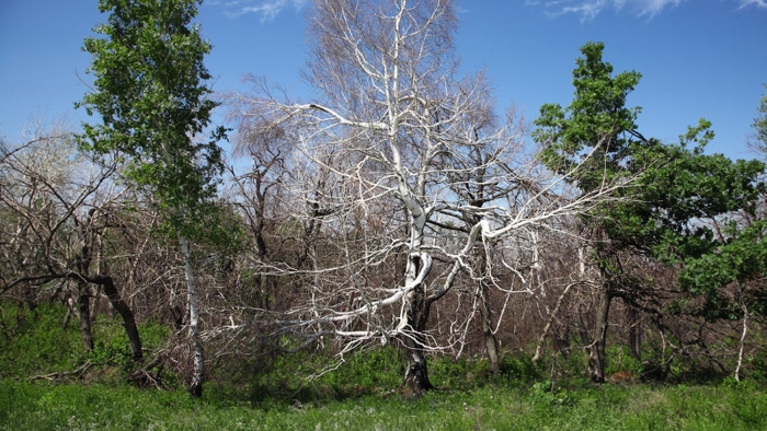 Медведицкая гряда аномальная зона