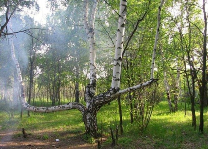 Карельская береза