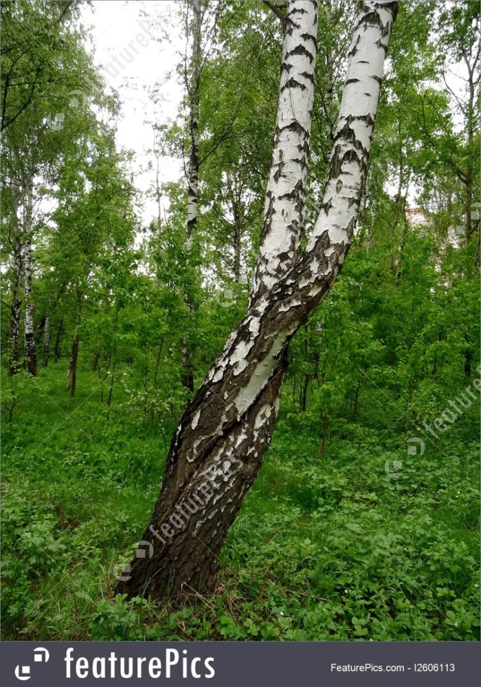 Кривая береза