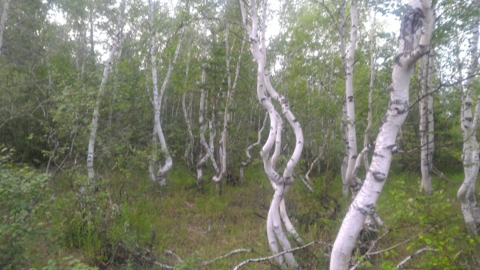 Береза карельская