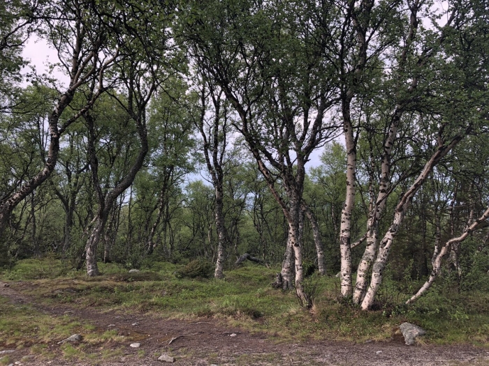 Соловки танцующие березы